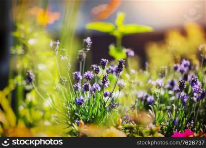 Flowers of Lavender in summer garden
