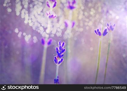 Flowers of Lavender on green background
