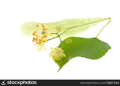 Flowers of linden tree isolated on white