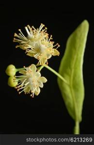 Flowers of linden tree on a black background