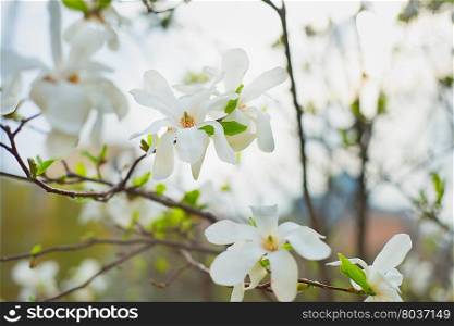Flowers of magnolia during a blossom in the spring