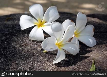 Flowers of magnolia on the stone under tree in Sri Lanka