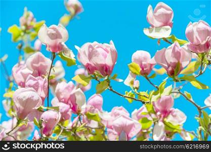 Flowers of Magnolia soulangiana tree with blue sky background