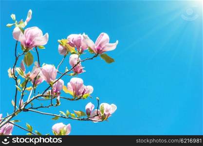 Flowers of Magnolia soulangiana tree with blue sky background