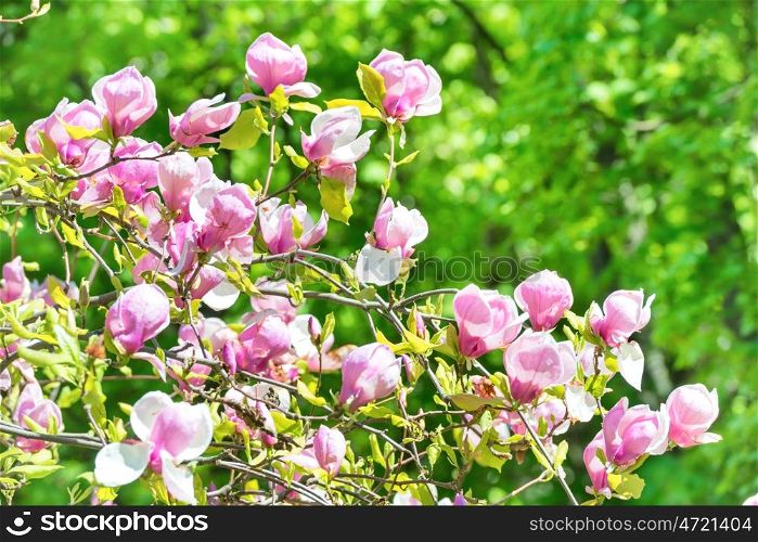 Flowers of Magnolia soulangiana tree with green leaves background