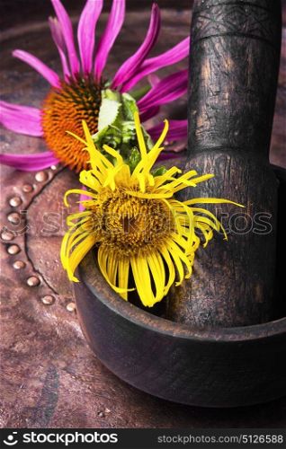 Flowers of medicinal elecampane. Herbs medicine,healing elecampane in mortar with pestle
