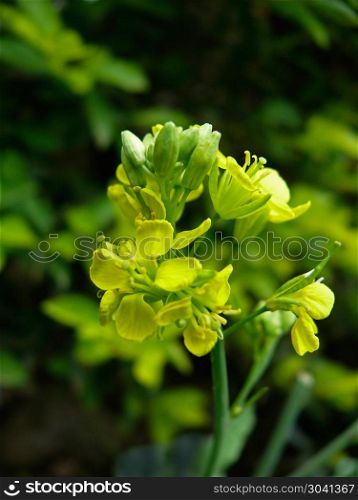Flowers of Mustard plant