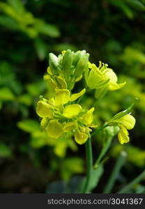 Flowers of Mustard plant