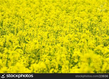 flowers of oil in rapeseed field