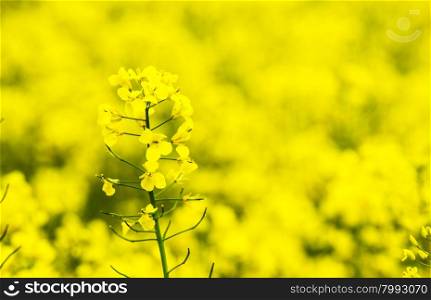 flowers of oil in rapeseed field