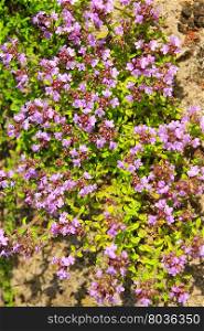 flowers of Oregano. beautiful tender and medicinal lilac flowers of Oregano