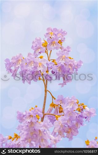 Flowers of Paulownia Fortunei in the Spring. Paulownia Fortunei Flowers