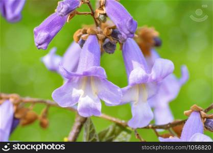Flowers of Paulownia Fortunei in the Spring. Paulownia Fortunei Flowers