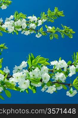 flowers of pear tree
