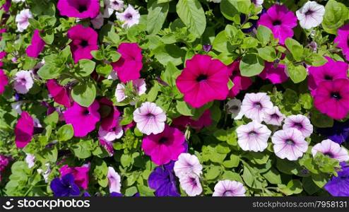 Flowers of petunia natural bright background
