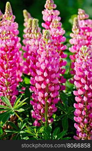 Flowers of pink lupine with green leaves