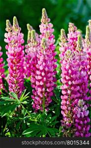 Flowers of pink lupine with green leaves on the grass background