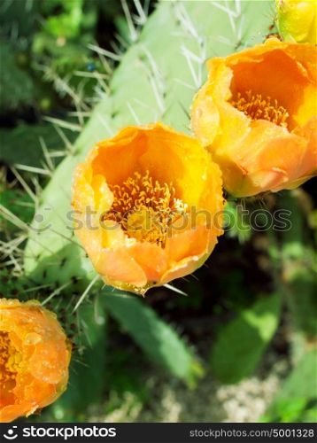 Flowers of Prickly pear plant (cactus) or Paddle after rain