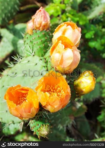 Flowers of Prickly pear plant (cactus) or Paddle after rain