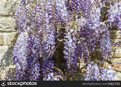Flowers of purple Wisteria against the wall of an house during spring