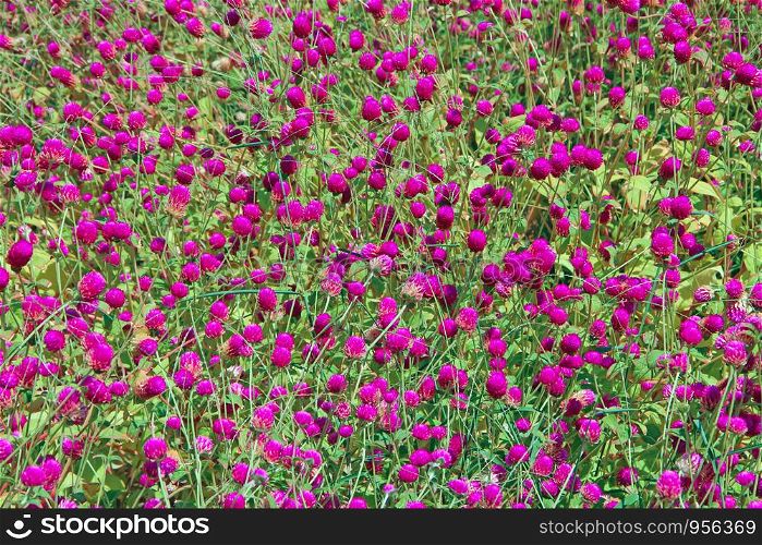 Flowers of red clover in summer field. Red blooming flowers in meadow. Pink clovers on green grass. Wild violet flowers. Field blossoming plants. Flowers of red clover in summer field. Red blooming flowers in meadow.