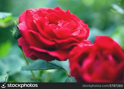 Flowers of red roses on the bush macro