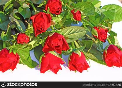 Flowers of red roses on white background