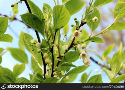 flowers of schisandra . branch with blossoming delicate flowers of schisandra