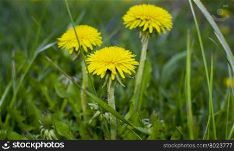 flowers of Siberia dandelion medicinal yellow
