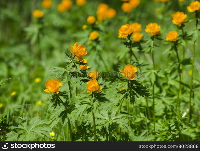 flowers of Siberia of Frying orange beautiful