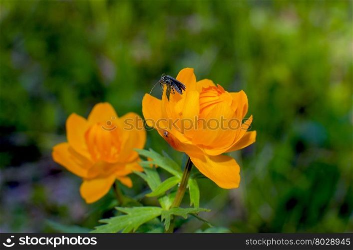 flowers of Siberia of Frying orange beautiful
