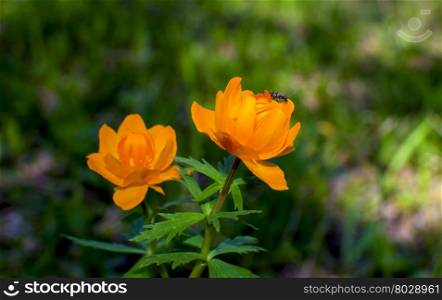 flowers of Siberia of Frying orange beautiful