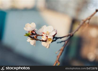 Flowers of the apple on a twig. Apple blossom in spring