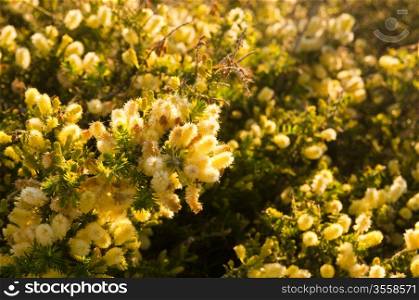 Flowers of the Australian native Wattle tree
