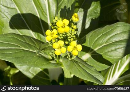 Flowers of the Bok Choy (Brassica rapa subsp. Chinensis) Chinese cabbage