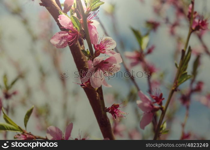 Flowers of the cherry blossoming in the spring garden