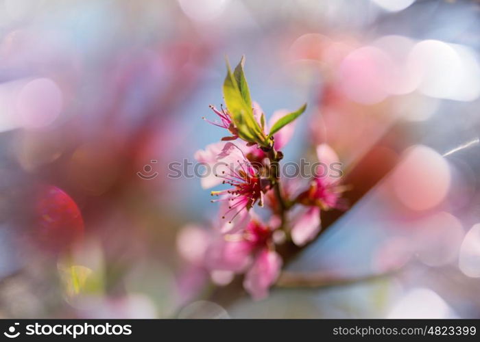 Flowers of the cherry blossoming in the spring garden