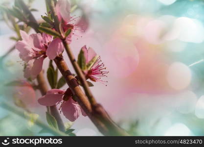 Flowers of the cherry blossoming in the spring garden