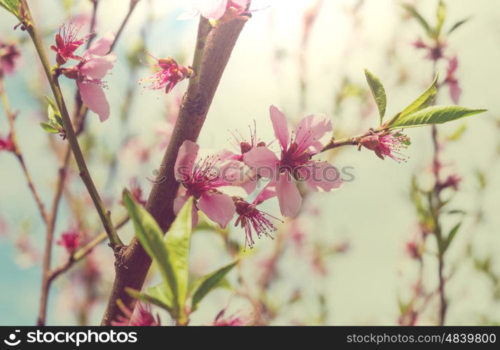 Flowers of the cherry blossoming in the spring garden