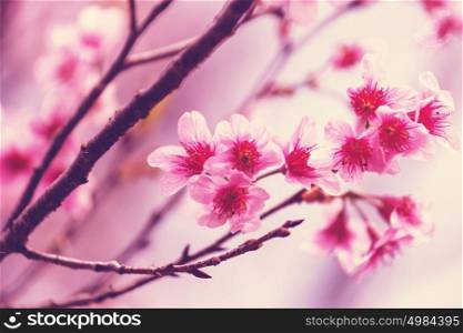 Flowers of the cherry blossoming in the spring garden