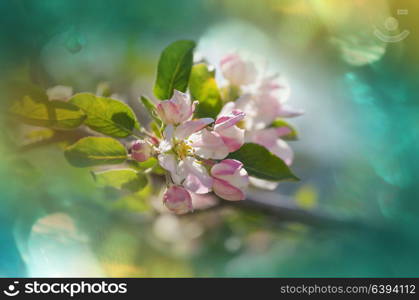 Flowers of the cherry blossoming in the spring garden