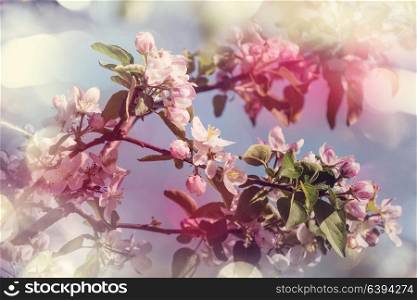Flowers of the cherry blossoming in the spring garden