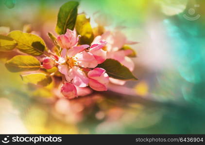 Flowers of the cherry blossoming in the spring garden