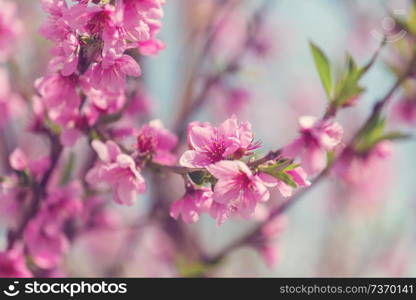 Flowers of the cherry blossoming in the spring garden