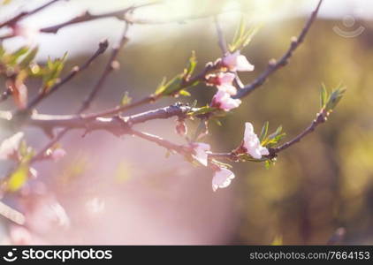 Flowers of the cherry blossoming in the spring garden. Springtime background