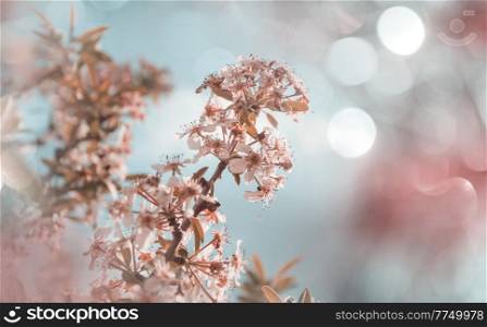 Flowers of the cherry blossoming in the spring garden. Springtime background