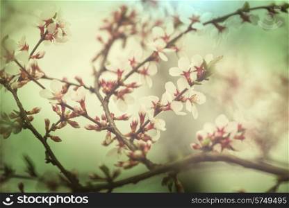 Flowers of the cherry blossoms in a spring garden