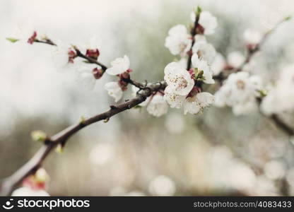 Flowers of the cherry blossoms on a spring day