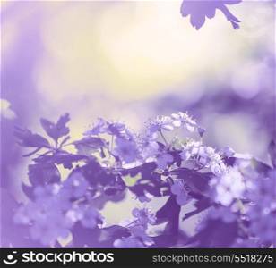 Flowers of the cherry blossoms on a spring garden