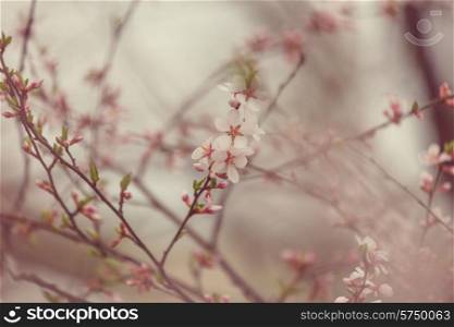 Flowers of the cherry blossoms on a spring garden